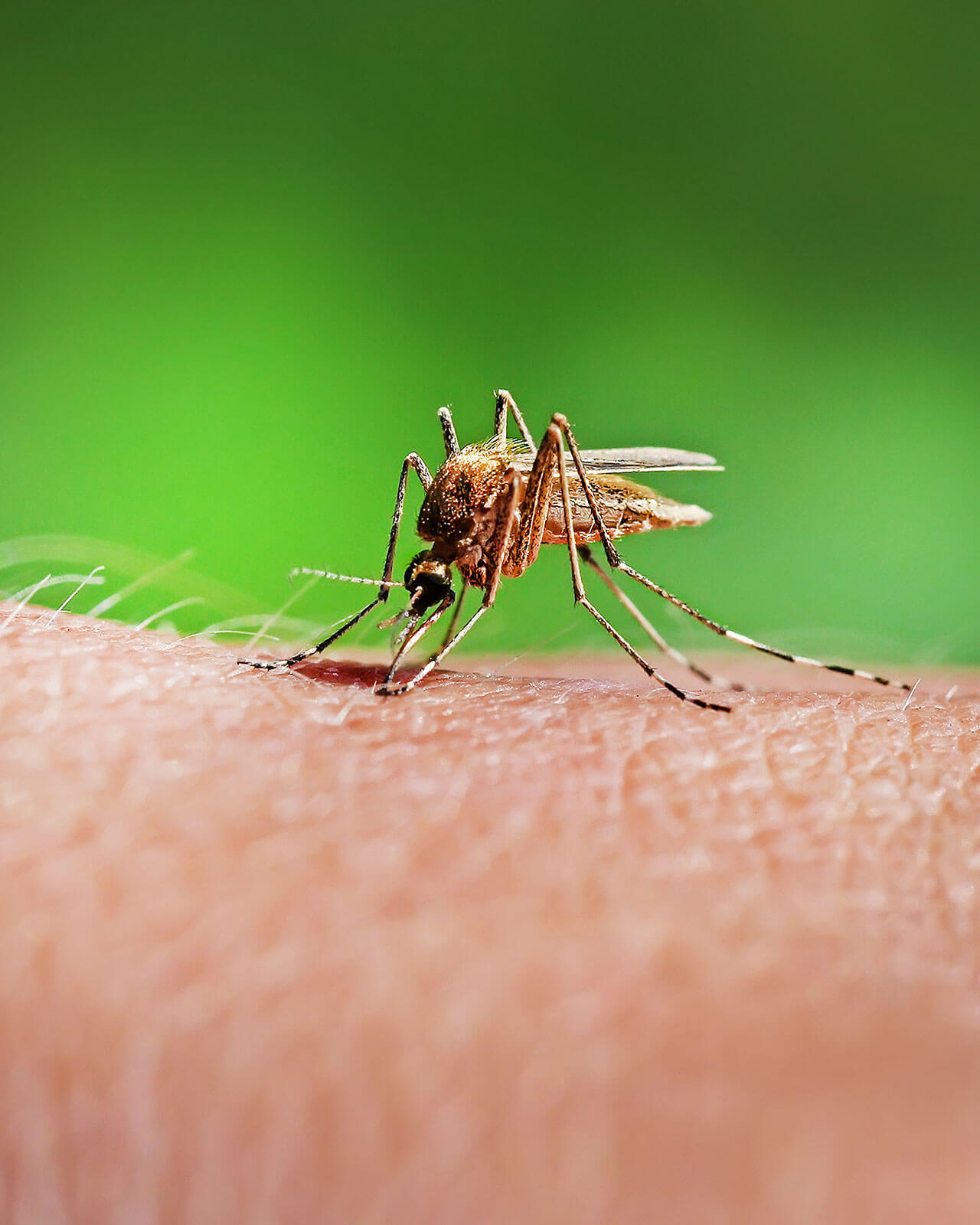 porada spray na komary off wycieczka na jamajkę
